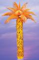 new/orange_palm.jpg